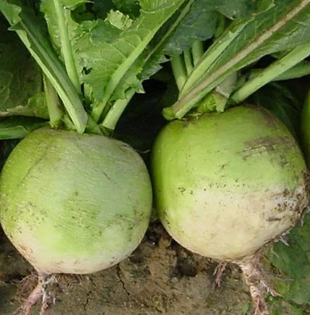 Chinese Mantanghong Radish