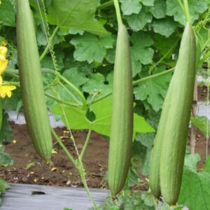 Chinese Gourd