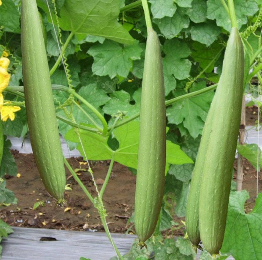 Chinese Gourd