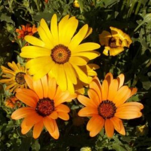 Premium African Daisy flower seed - Beautiful ! Grown in USA ! Gardening ! Specialty !