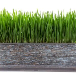 Organic Cat grass seeds - Healthy ! Tasty ! USA ! 2024 ! Great for cats !  Easy to grow !