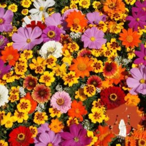 Heirloom Premium Monarch Butterfly flower seed mix - Beautiful !! Grown in USA !! One gram ! Pollinators ! Butterflies ! Gorgeous !
