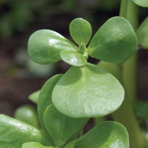 Goldberg Golden Purslane seed - Herb ! Specialty ! USA ! Fresh ! 500+ seeds