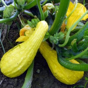 10 Yellow Crookneck squash seeds - Summer squash  Grown/Harvested in USA ! Delicious ! Heirloom ! Prolific !