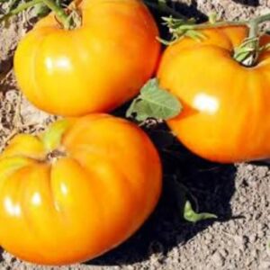 10 Organic Gold Queen tomato seeds - Grown in USA - Beautiful !! Juicy !! Specialty ! 2024 !