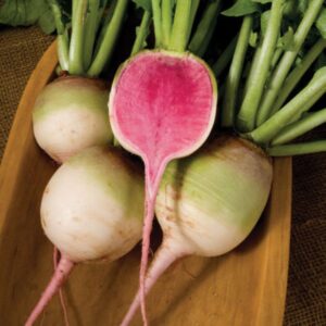 Watermelon Radish