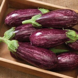 Organic Long Italian Eggplant
