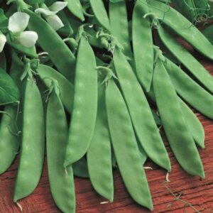 Oregon Sugar Pod II Pea seeds - Grown in USA ! Tasty ! Crisp ! Fresh !