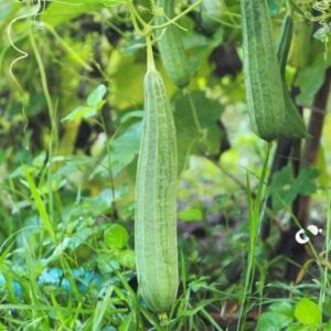 Chinese Okra Gourd