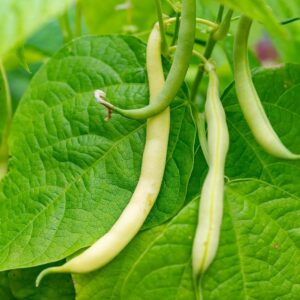 Organic Cannellini Beans