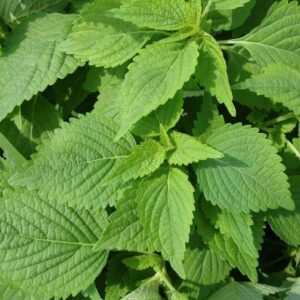Heirloom Green Shiso (Perilla) - 500 Seeds One gram! Asian ! Cooking ! Tasty ! Fresh ! Herb !