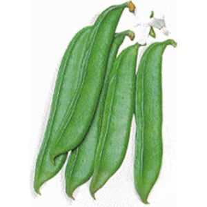 10 Heirloom Shironata Mame Sword bean seeds - Asian ! Specialty ! Fresh ! Tasty !!
