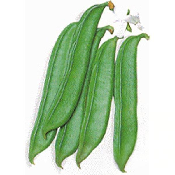 10 Heirloom Shironata Mame Sword bean seeds - Asian ! Specialty ! Fresh ! Tasty !!