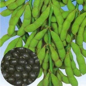 Organic Tankuro Black Soybean