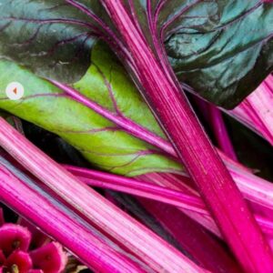Heirloom Pink Lipstick Swiss Chard seeds - one gram - USA !! Fresh ! Healthy ! Salad green ! Gourmet ! Specialty !