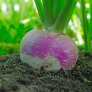Heirloom Laurentian Rutabaga seeds - Fresh ! Tasty ! Sweet ! Crisp ! Cabbage family ! USA !