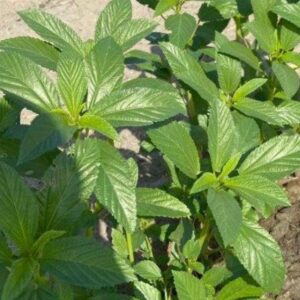 Heirloom Molokhia - Egyptian Spinach seeds - Half gram! Tasty ! Fresh ! USA ! Specialty !