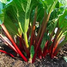 Heirloom Victoria Rhubarb seeds - Half gram! Fresh ! Healthy ! Gourmet ! Specialty !