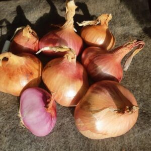 French Val Aux Vent Shallot seeds - Sweet/Delicious - Grown/Harvested in USA !! Unique ! Specialty !