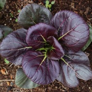 Asian Red Tatsoi cabbage seeds - Fresh/Tasty greens USA !! Specialty ! Fresh !