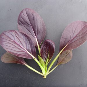 Da Hong summer Tatsoi cabbage seeds - Fresh/Tasty greens USA !! Specialty ! Fresh !